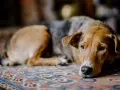 Un chien au pelage brun et gris repose sur un tapis, l'air abattu. Son regard triste exprime un profond deuil.