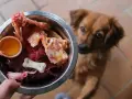 Un chien attend avec impatience sa gamelle de BARF : os, foie, œuf cru. Un repas naturel pour un toutou heureux.
