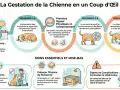 La gestation chien dure 63 jours en moyenne. L'image détaille les étapes, les signes physiques et les soins essentiels pour la chienne gestante.