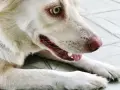 Gros plan sur mon chien qui tousse, le museau rose et l'œil vif. Il semble un peu fatigué.