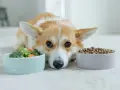 Un chien corgi regarde deux gamelles : une de légumes et une de croquettes. Il semble hésiter, peut-être préfère-t-il le barf chien ?