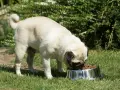 Un carlin mange dans sa gamelle. Attention à la moule verte, contre-indication pour le chien.