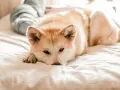 Un chien stressé, un Akita Inu, repose sur un lit, le regard lointain.