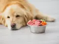 Un chien doré regarde un bol de viande crue et de légumes. Attention, ce régime peut présenter un danger de vomissements.