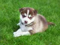 Adorable husky de Sibérie, chiot aux yeux bleus, se repose sur l'herbe verte.