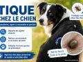 Un chien avec une mini tique fixée à sa peau. L'image explique comment reconnaître et retirer les tiques pour protéger votre animal.