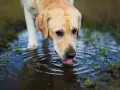 Un chien boit dans une flaque d'eau stagnante, risquant une maladie.