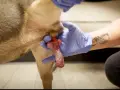 Gros plan sur un chien en érection, tenu par des mains gantées.