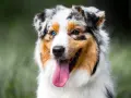 Un Berger Australien, un des chiens préférés des Français, avec ses yeux de couleurs différentes et sa langue rose pendante.