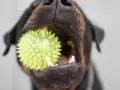 Un chiot de 3 mois s'amuse avec son jouet hérissé, un ballon vert vif qu'il tient fermement dans sa gueule.