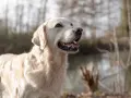 Un golden retriever heureux, profitant de l'extérieur. Une alimentation adaptée est essentielle pour son bien-être, surtout pour un chien stérilisé.