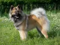 Un magnifique chien eurasier, au pelage épais et roux, se tient fièrement dans un champ verdoyant parsemé de petites fleurs blanches.