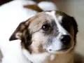 Chienne au regard doux, peut-être en attente d'un traitement pour grossesse nerveuse. Son pelage blanc et brun est bien visible.