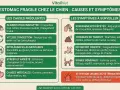 Infographie sur l'estomac fragile du chien : causes (alimentation, stress, etc.) et symptômes (vomissements, troubles du transit). Attention aux urgences vétérinaires.