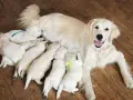 Une maman golden retriever veille sur ses adorables chiots, une scène touchante de naissance de chiot.
