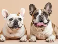 Deux adorables chiens brachycéphales, un blanc et fauve, l'autre tricolore, posent ensemble, leurs grandes oreilles dressées et leurs visages expressifs.