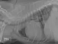 Radiographie latérale d'un chien montrant un œdème pulmonaire. Les poumons apparaissent opaques, signe d'une accumulation de liquide.