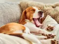 Un chien qui baille, un beagle endormi sur un canapé confortable, sa langue rose pendante.