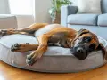 Un grand chien brun se repose sur un panier moelleux. La taille du panier est parfaite pour qu'il s'étire confortablement.