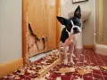 Un chien destructeur que faire ? Ce Boston Terrier a visiblement fait des siennes, laissant une porte éventrée et des débris partout.