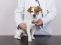 Un vétérinaire examine un petit chien blanc et brun avec un stéthoscope, vérifiant un possible souffle au cœur.