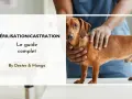 Un guide complet sur la stérilisation et la castration chimique du chien. Un vétérinaire examine un chien teckel.