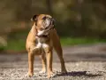Un adorable bouledogue au pelage fauve, un de ces bulle dogs au regard fier, se tient sur un chemin caillouteux, profitant du soleil.