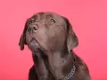 Un labrador brun au regard pensif, rappelant l'importance de la bonne santé pour une longue espérance de vie labrador.