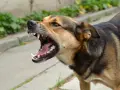 Gros plan sur un chien en colère, gueule ouverte, montrant ses crocs acérés. Il aboie fort, prêt à défendre son territoire.