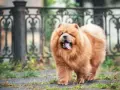 Un adorable chow chow roux, avec sa langue rose sortie, se promène près d'une grille ornementale.