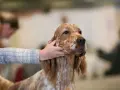 Un setter anglais lemon, au pelage tacheté, est caressé par une main.