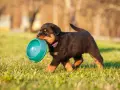 Un chiot Rottweiler porte sa gamelle, prêt à nourrir.