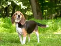 Un beagle chien longue oreille, au pelage tricolore, se tient dans l'herbe verte, le regard tourné vers le ciel.