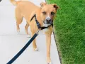 Chien brun portant un harnais anti-traction, marchant sur un trottoir à côté d'une pelouse verte.