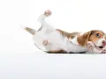 Un chiot beagle joueur se roule sur le dos, ses pattes en l'air. Il est en pleine phase de sevrage chiot, découvrant le monde avec curiosité.