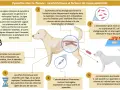 Illustration expliquant le pyomètre chez la chienne, une infection utérine grave. La bactérie E. coli est souvent en cause.