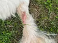 Zone rouge sur la patte d'un chien, signe d'un hot spot contagieux. La peau est irritée et le poil semble avoir été arraché.