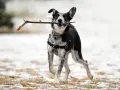 Chien joueur, tout excité, court avec un bâton dans la gueule, portant un harnais en t noir.