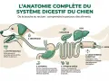 Schéma du système digestif du chien, de la cavité buccale à l'anus, expliquant le parcours des aliments. Comprend l'estomac, l'intestin grêle, le foie, le pancréas et le gros intestin.
