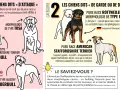 Un pit-bull, morphologie de type American Staffordshire Terrier, est représenté dans la catégorie des chiens dits "d'attaque".