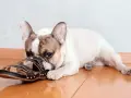 Un bouledogue français, ce chien qui mâchouille tout le temps, est allongé sur le sol en bois, la tête posée sur une sandale noire.