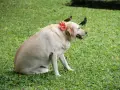 Labrador corpulent, orné d'une fleur rouge, sur l'herbe. Il est temps de penser à comment faire perdre du poids à un chien pour sa santé.