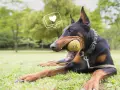 Doberman joueur avec une balle dans la gueule, un cœur stylisé au-dessus. Attention au **sabot pour chien danger** si la balle est trop petite.