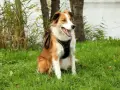 Chiot de 4 mois, heureux après sa promenade, assis dans l'herbe près d'un lac.