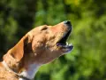 Un chien qui aboie tout le temps, la gueule ouverte, les dents visibles, sur fond vert flou.