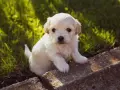 Adorable chiot blanc assis sur des pierres, dans l'herbe. Il est encore jeune, mais on se demande à quel âge un chiot est propre la nuit.