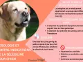 Un labrador au gros plan, avec des informations sur la sélégiline pour chien, un traitement pour les chiens âgés.