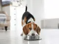 Un beagle mange dans sa gamelle. Il est important de connaître la quantité de viande pour un chien de 10 kg pour une alimentation équilibrée.