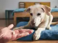 Main d'une personne tenant une pilule, un chien blanc regarde attentivement. Ce pourrait être une vitamine K pour chien.