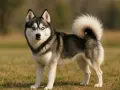 Un Pomsky aux yeux bleus perçants, le poil épais et la queue en panache, incarne le caractère joueur et curieux de sa race.